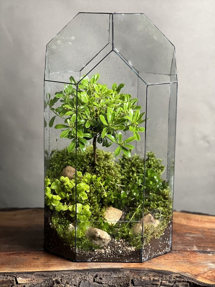 تراریوم بنسای پیتسپروم طرح تالیزو — تصویر ۲