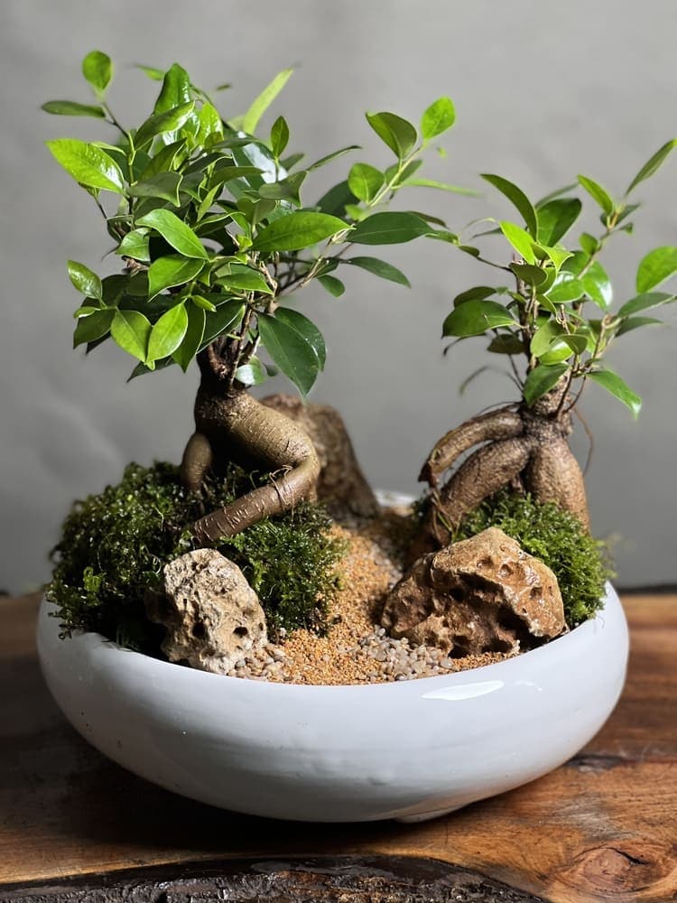 بنسای فیکوس رتوزا طرح دبل گرین — تصویر ۳