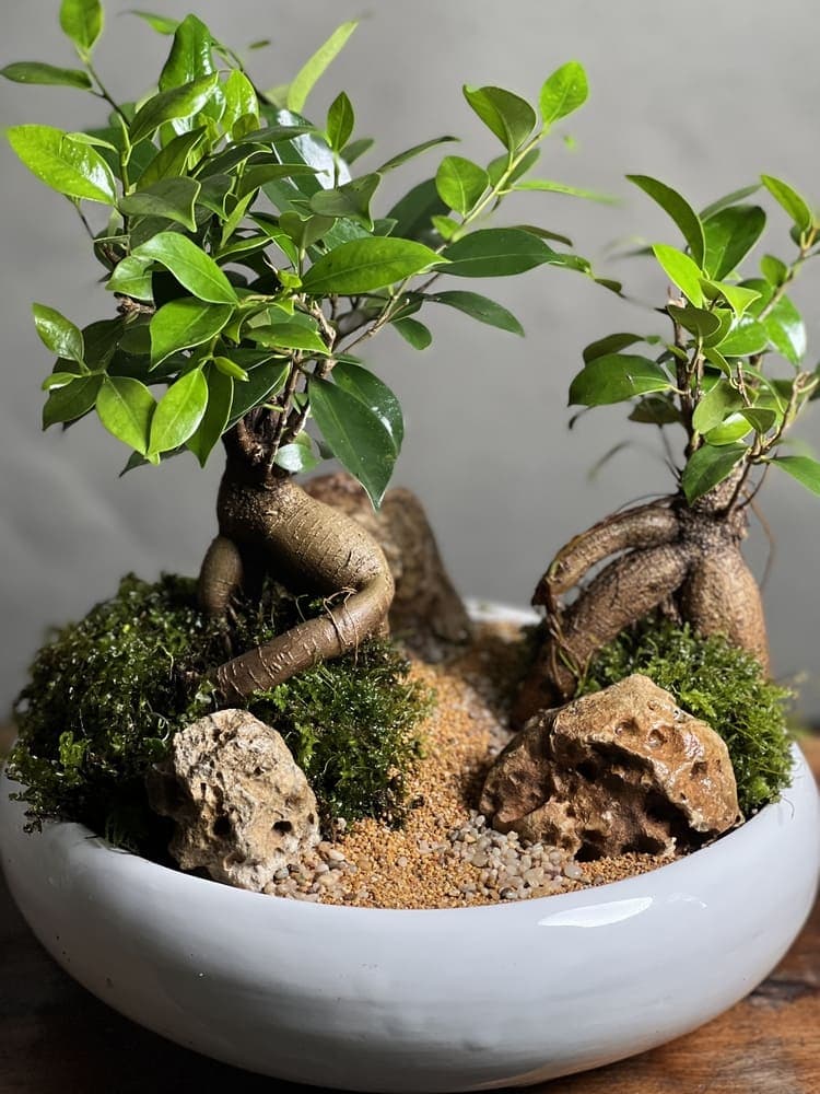 بنسای فیکوس رتوزا طرح دبل گرین — تصویر ۴