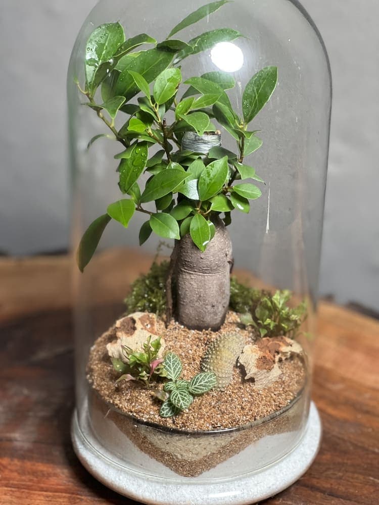 تراریوم مینی بنسای فیکوس طرح ماسترد — تصویر ۳