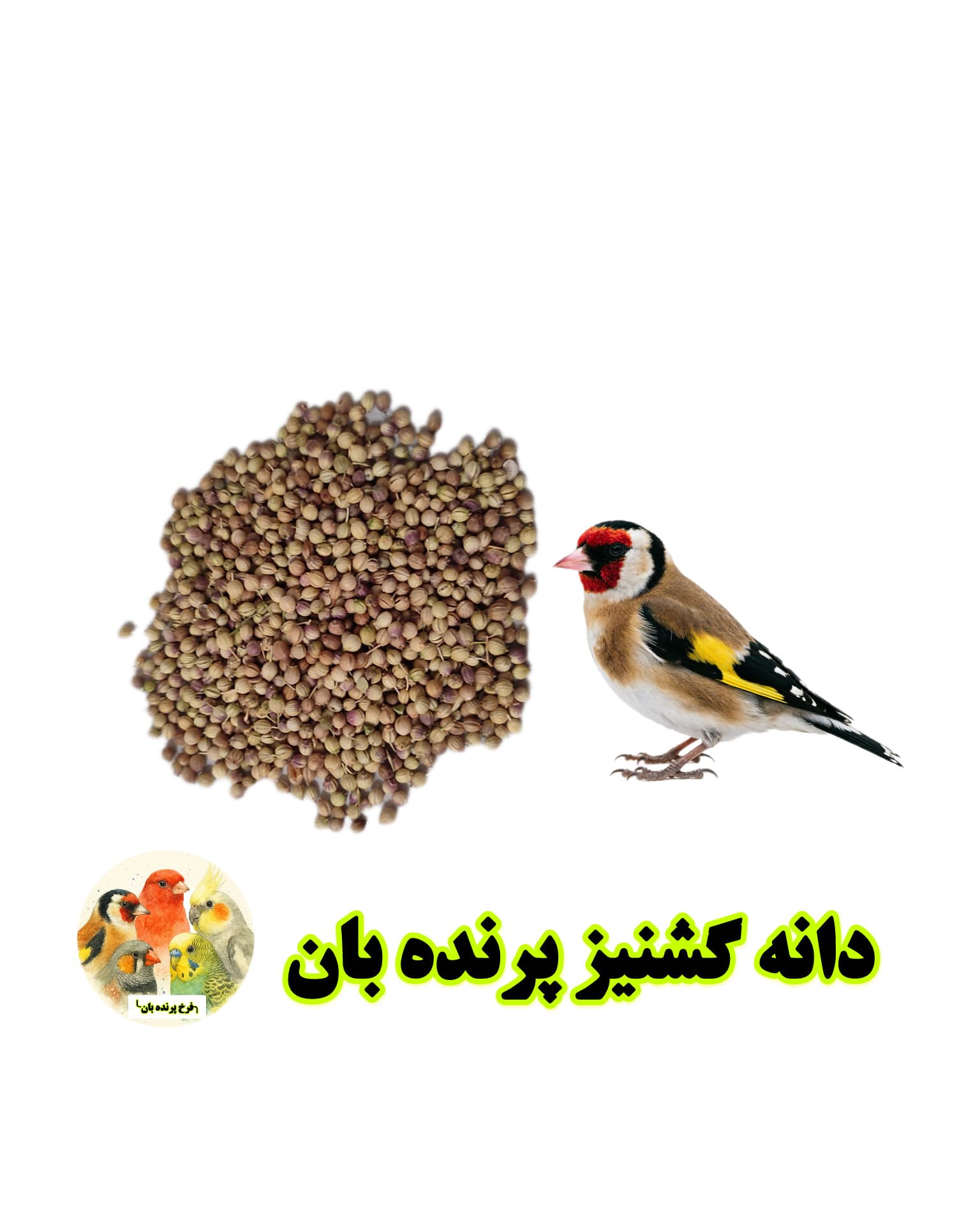 دانه گشنیز پرندگان زینتی | تقویت گوارش و سیستم ایمنی | مناسب مخلوط دانه ها یا هفت تخم