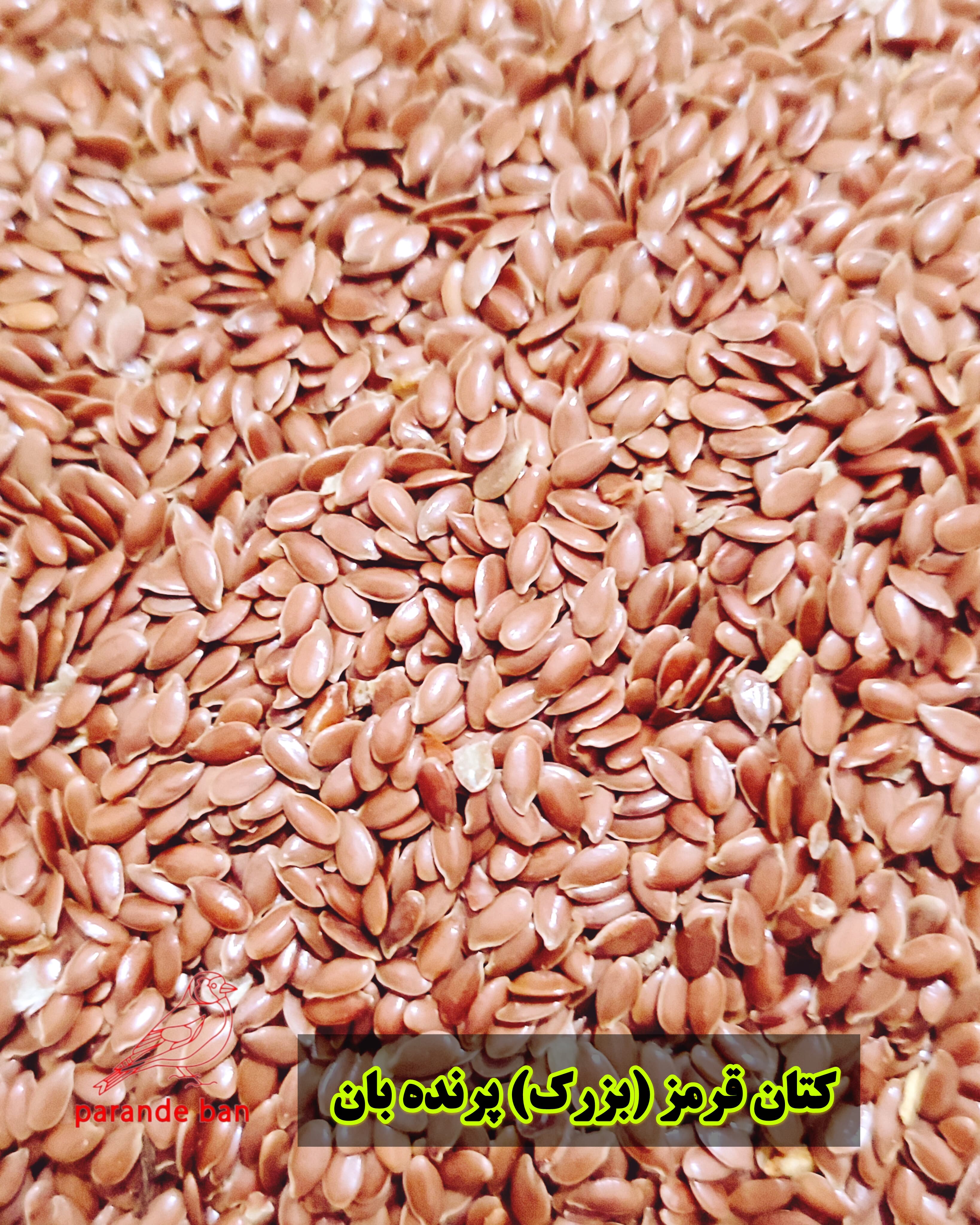 دانه کتان قرمز بزرک قرمز برای پرندگان زینتی | تغذیه مقوی و انرژی‌زا از پرنده‌بان