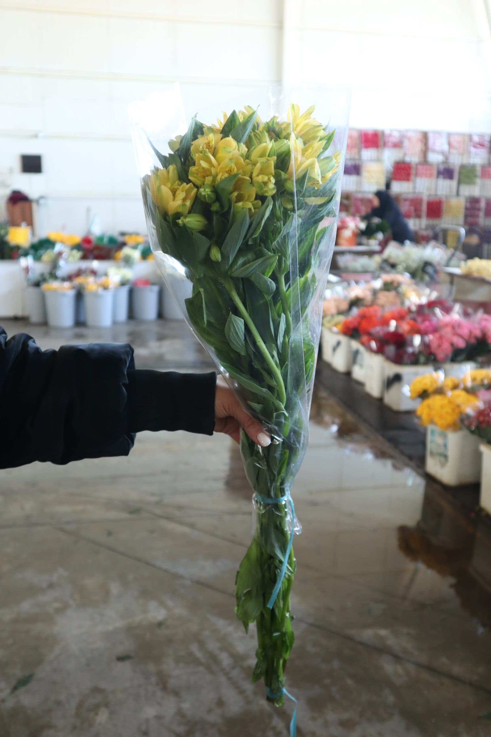 گل آلسترومریا — تصویر ۷