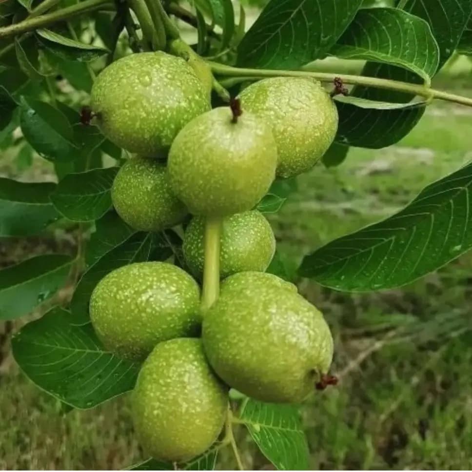 گردو آلتایی ترکیه ۲ ساله نهالستان ساقه طلا