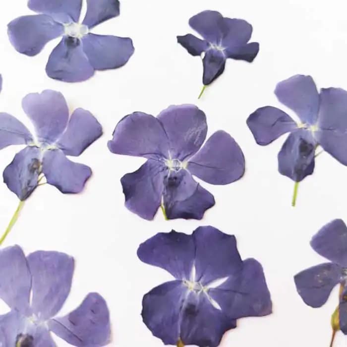 گل خشک ساعت بسته 5 عددی