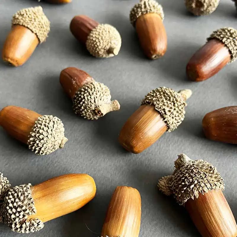 بلوط خشک تزیینی