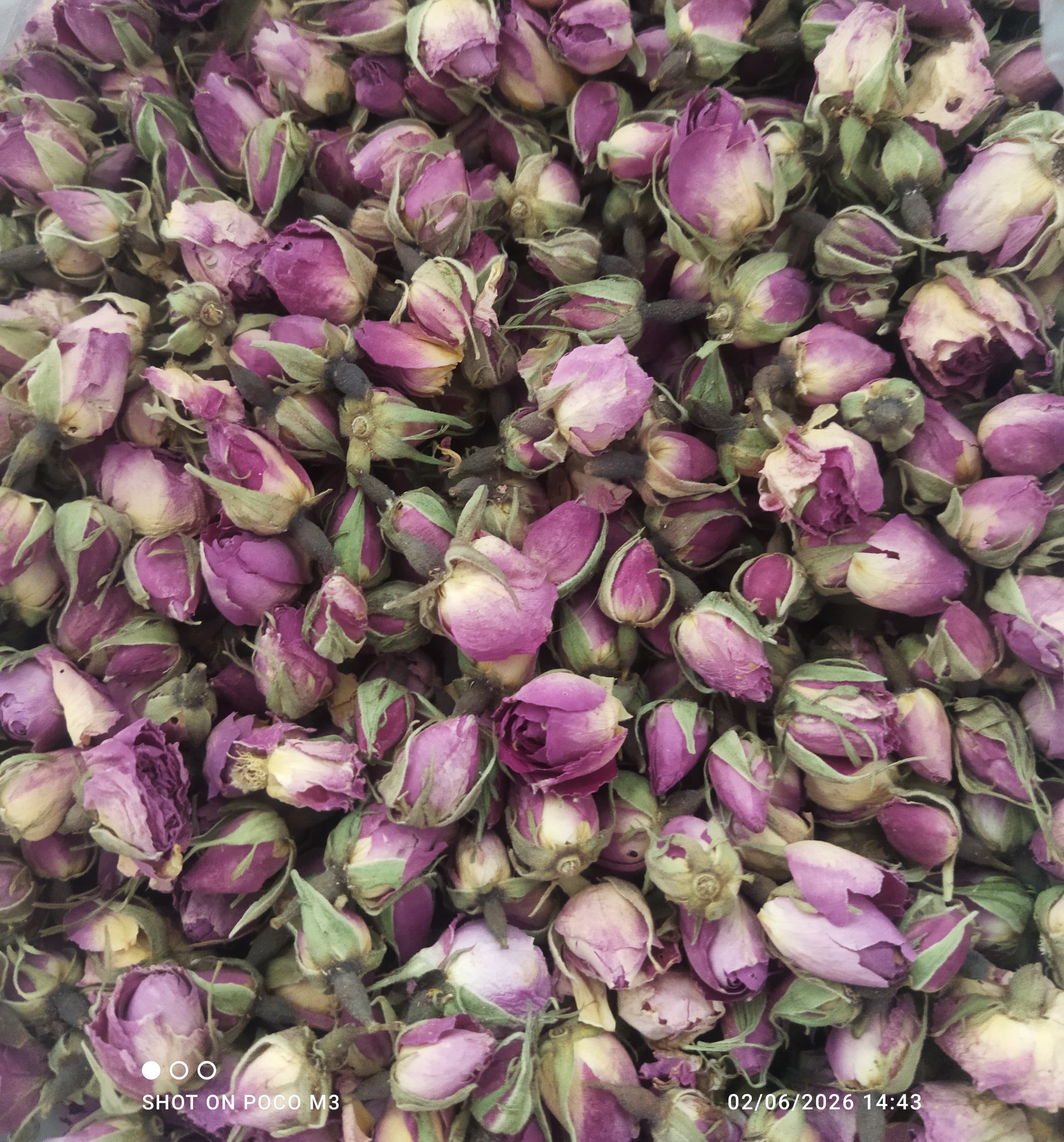 غنچه گل محمدی باغهای جنگل ابر شاهرود (۱۰۰ گرمی)