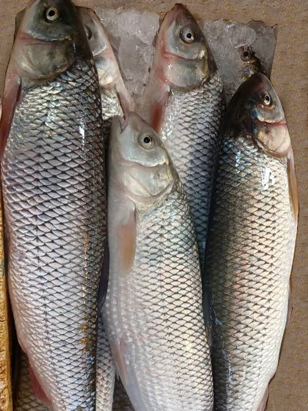 ماهی سفید تازه دریای خزر پاک شده - 4 عدد