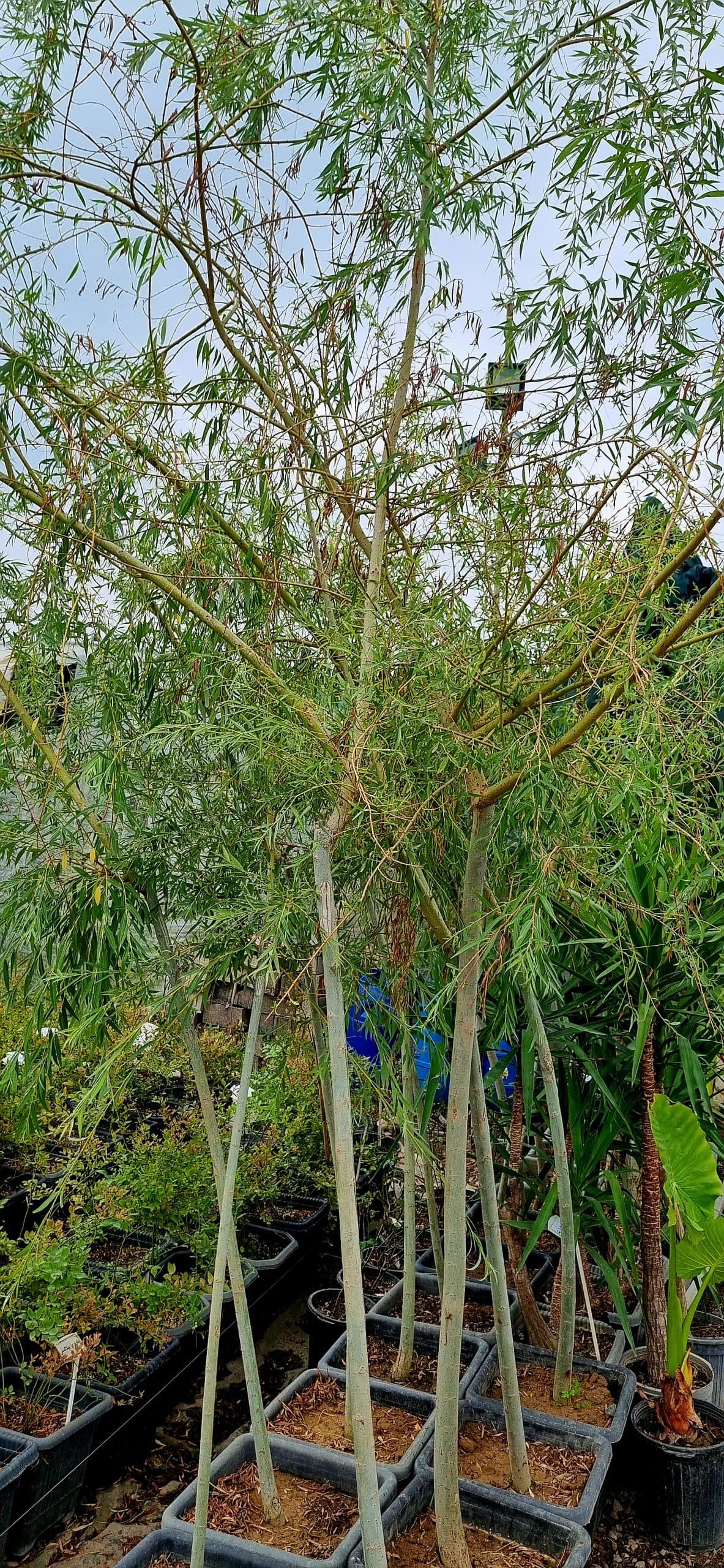 درخت بید طلایی — تصویر ۶