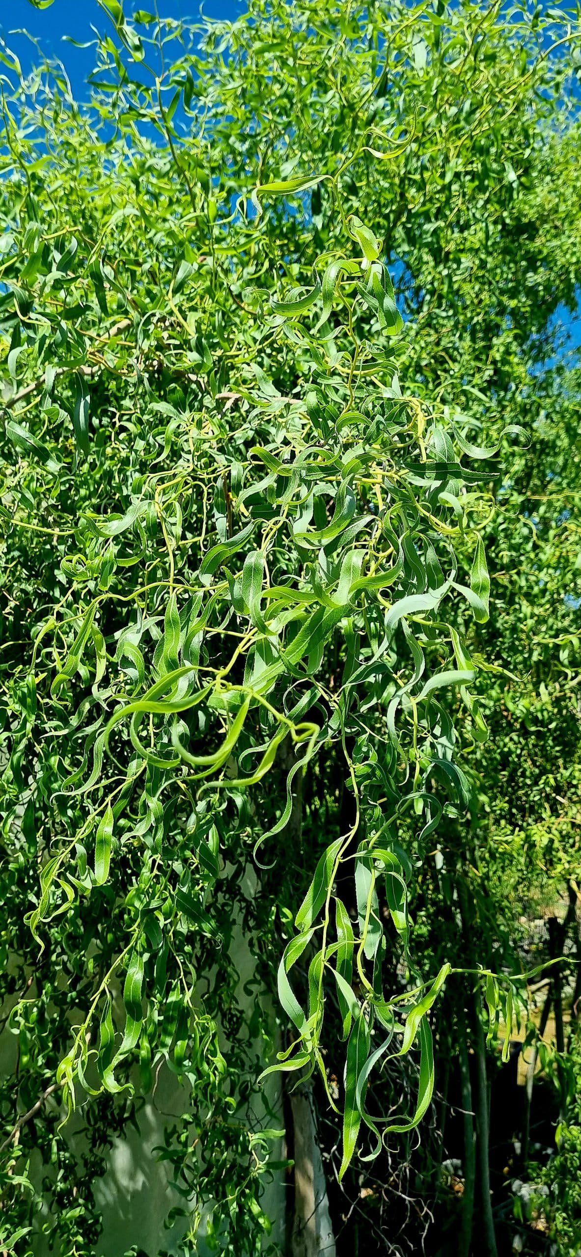 درخت بید چینی ( بید فر )