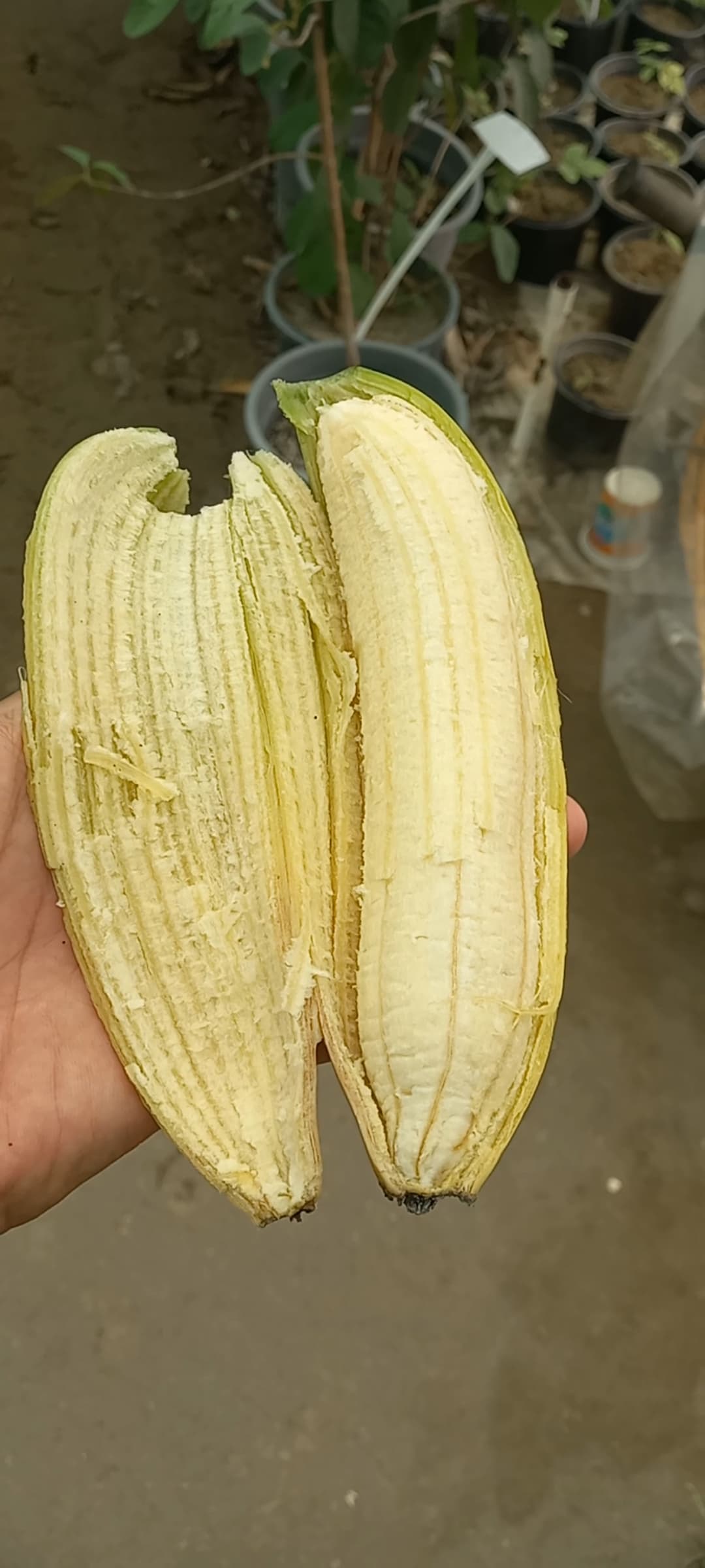 نهال موز کاوندیش پاکوتاه — تصویر ۷