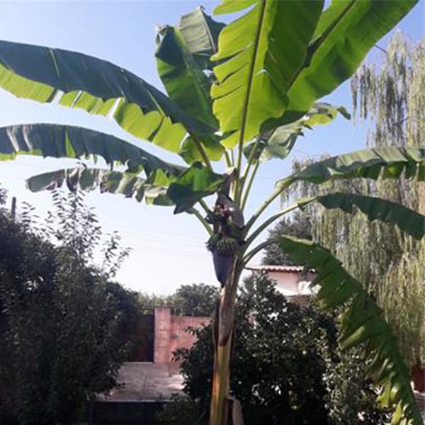 نهال موز آمریکایی کاردابا — تصویر ۴
