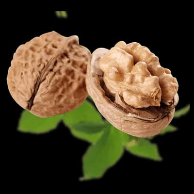 نهال گردو ژنوتیپ مراغه — تصویر ۳