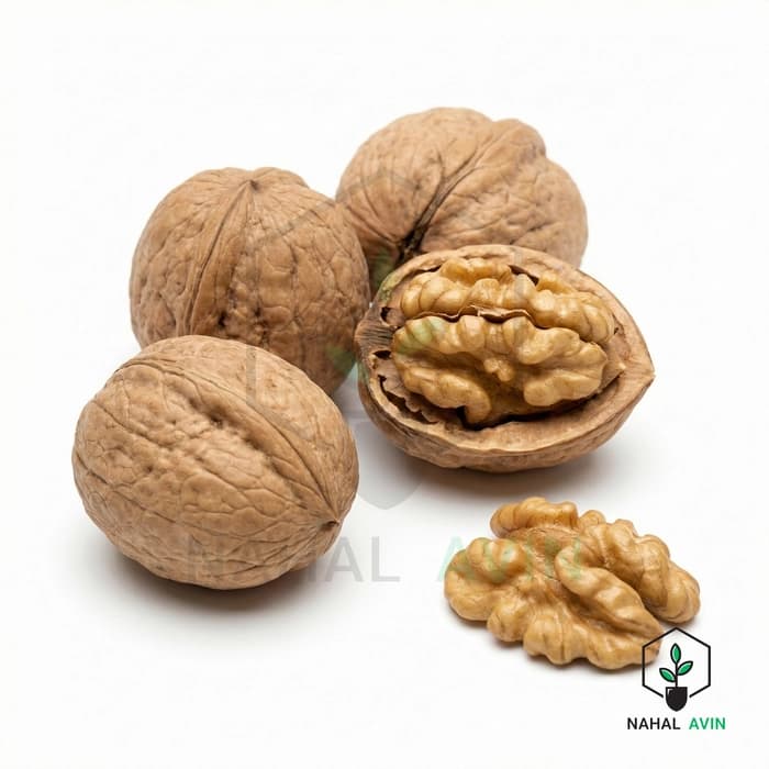 نهال گردو جمال