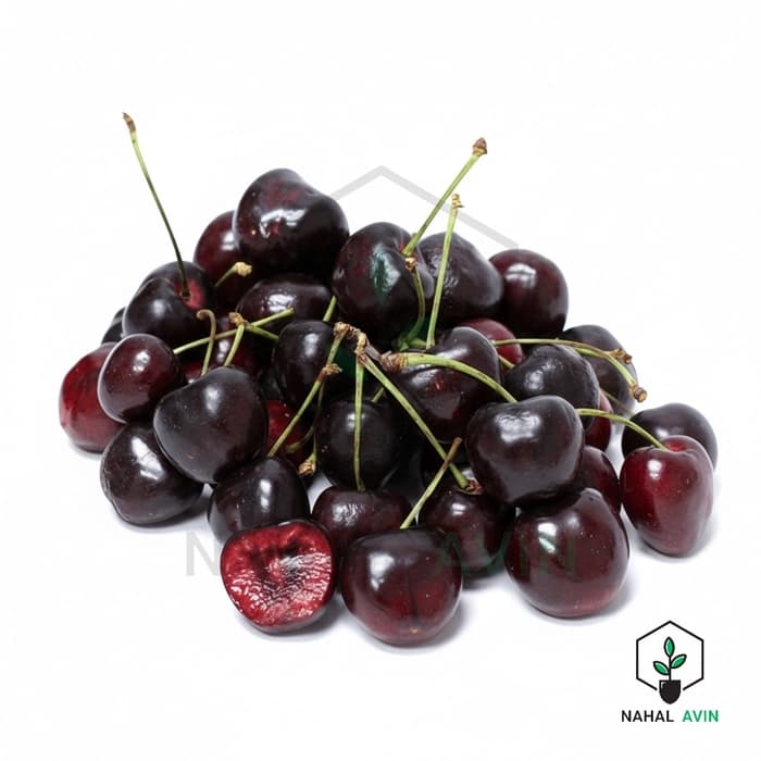 نهال گیلاس سیاه