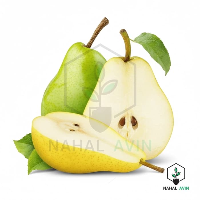 نهال گلابی ویلیام دوشیز