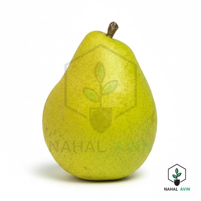 نهال گلابی مشو