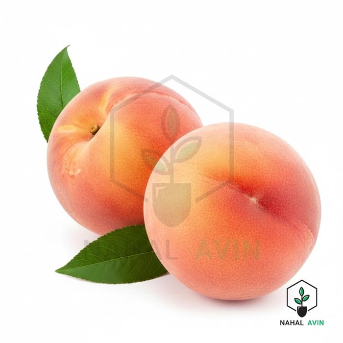 نهال هلو پاییزه