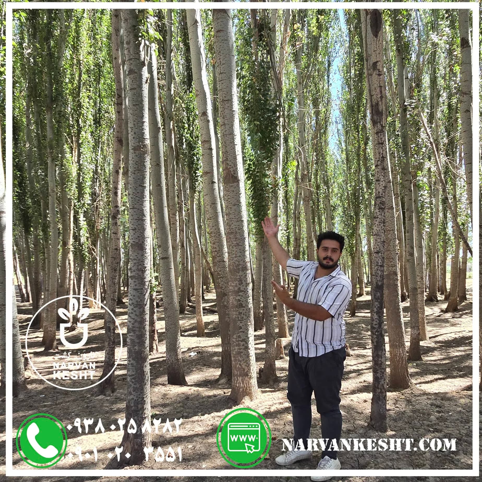 نهال صنوبر نیگرا — تصویر ۲