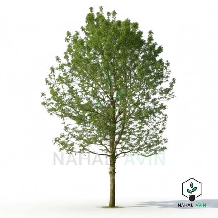 نهال صنوبر شیرازی
