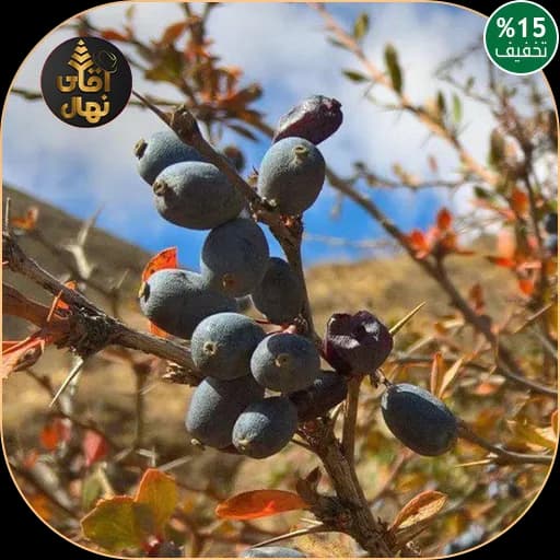 نهال زرشک سیاه — تصویر ۲