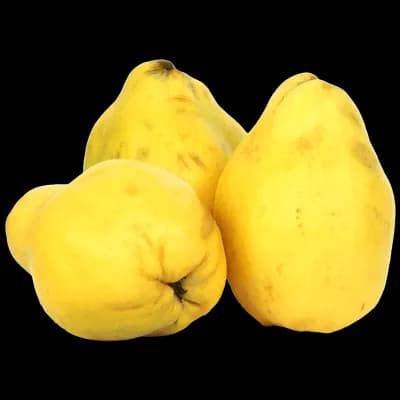 نهال به کوزه ای — تصویر ۲
