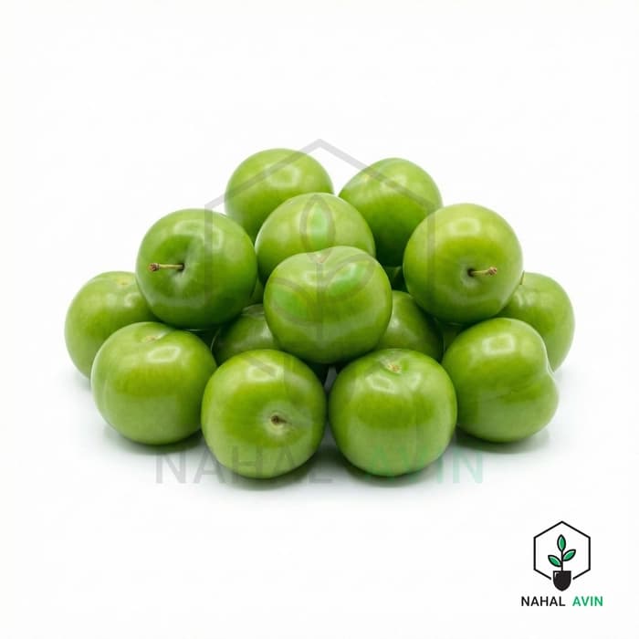نهال آلوچه مراغه