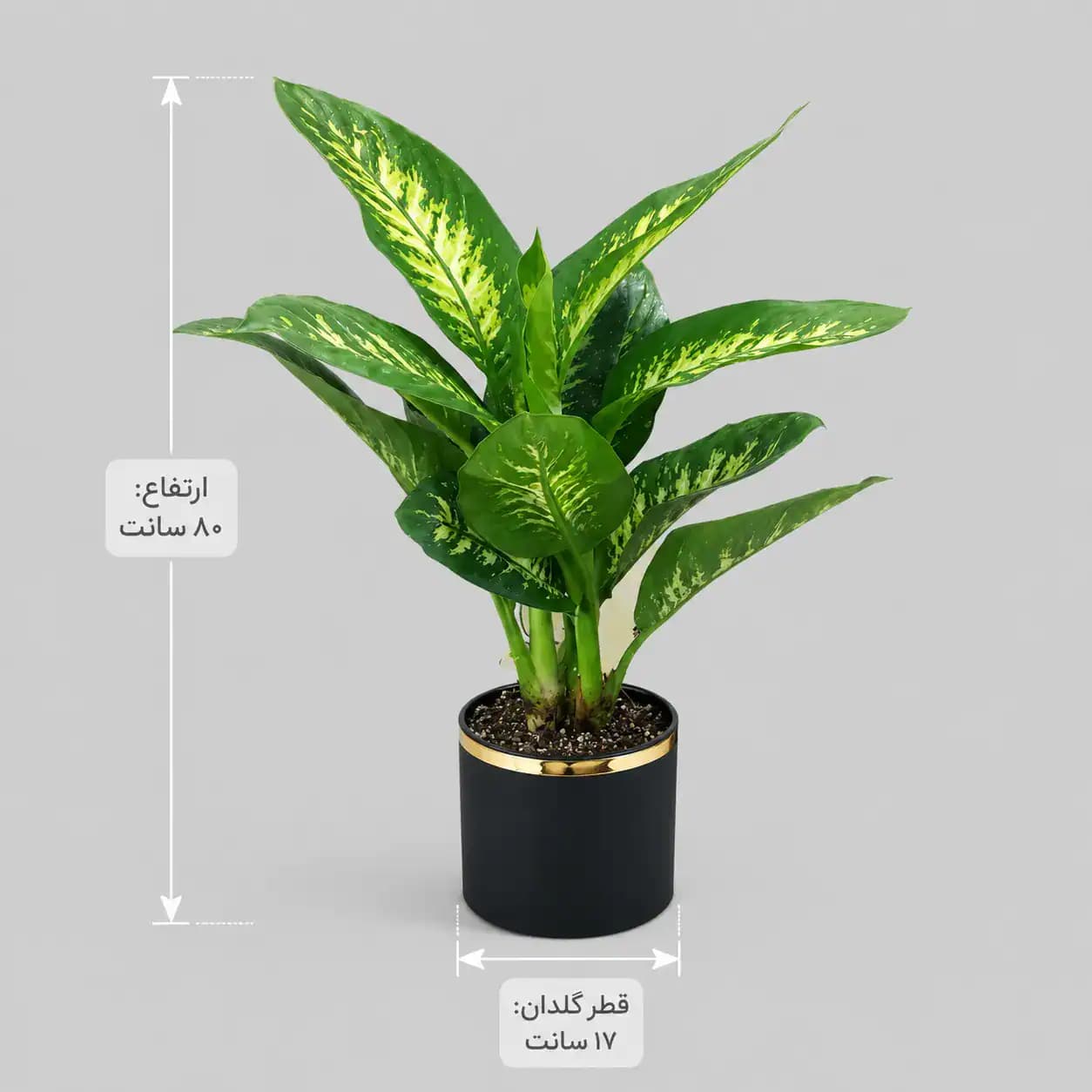 گیاه دیفن باخیا — تصویر ۳