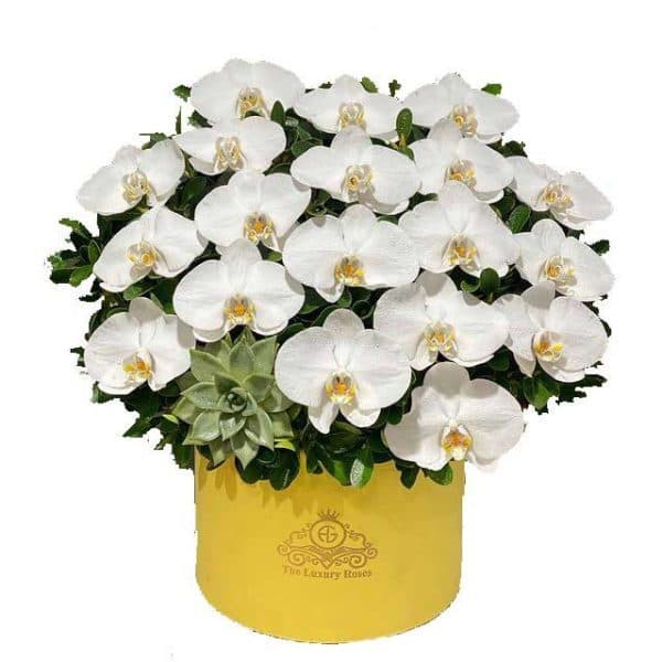 جعبه گل ارکیده