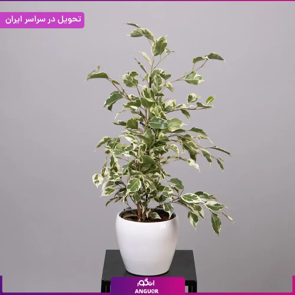 گلدان بنجامین — تصویر ۲