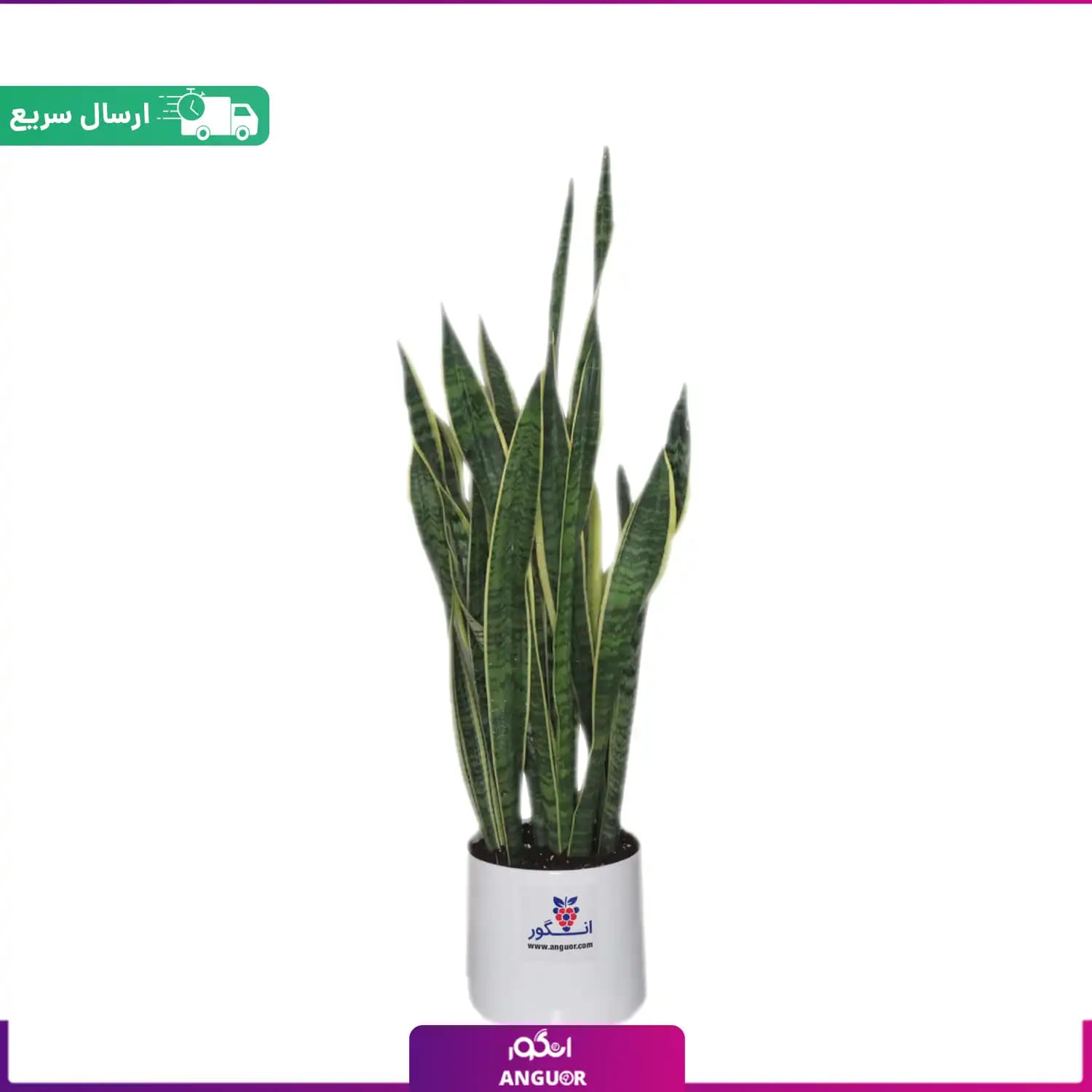 گلدان سانسوریا ابلق — تصویر ۲