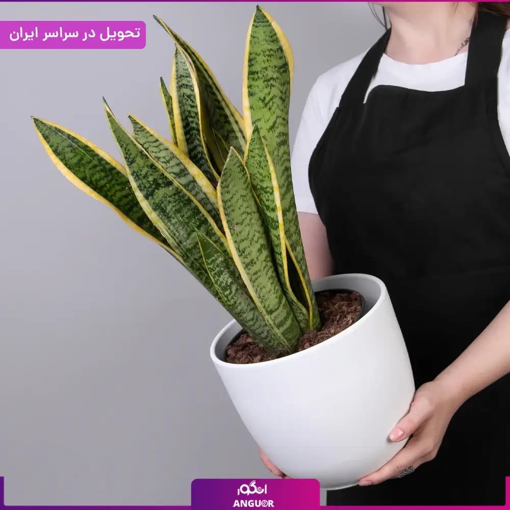 گلدان سانسوریا ابلق — تصویر ۱۲