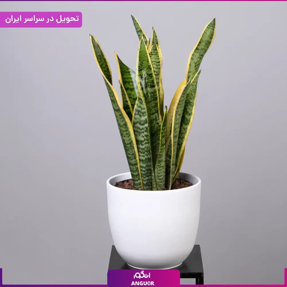 گلدان سانسوریا ابلق — تصویر ۱۱