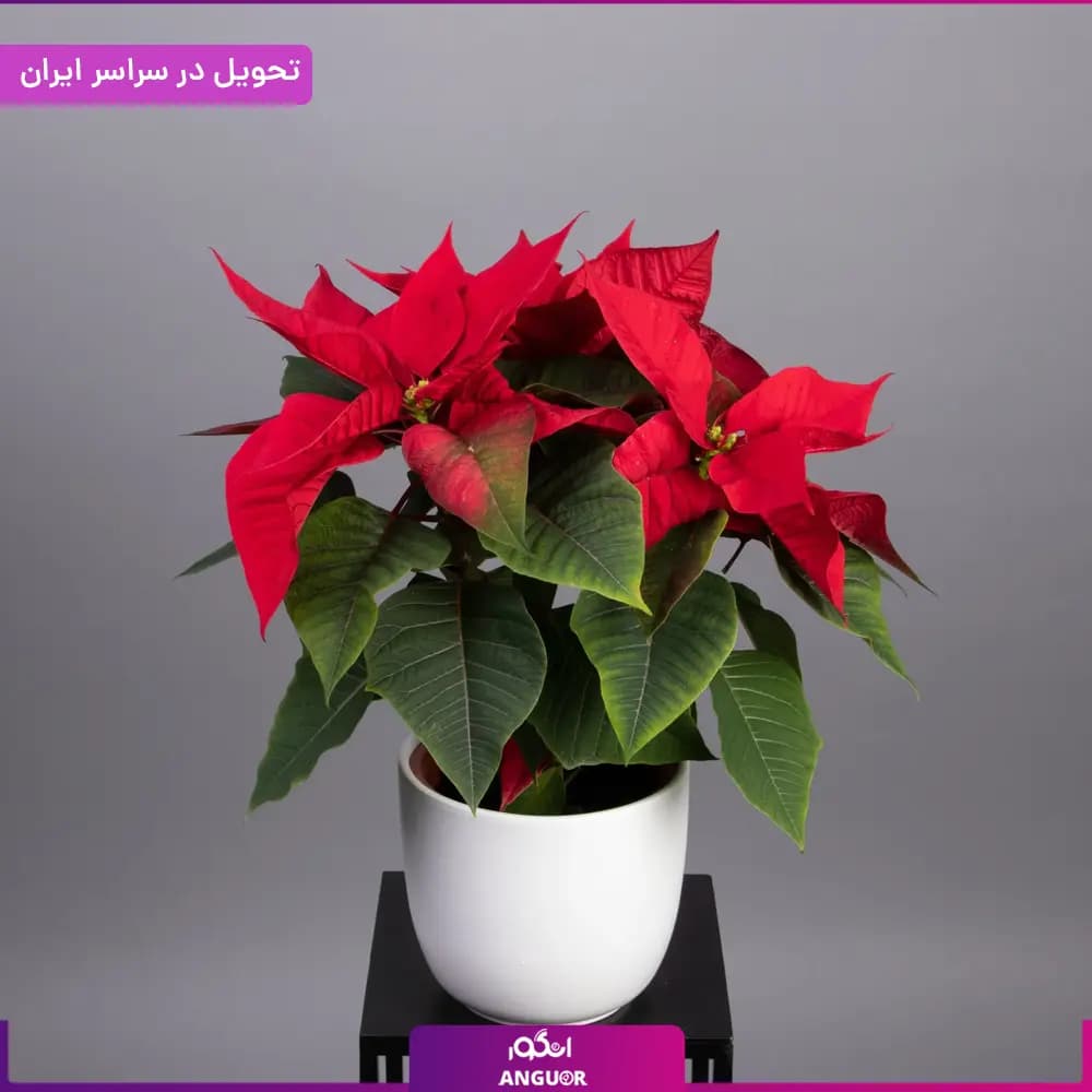 گلدان بنت قنسول — تصویر ۲