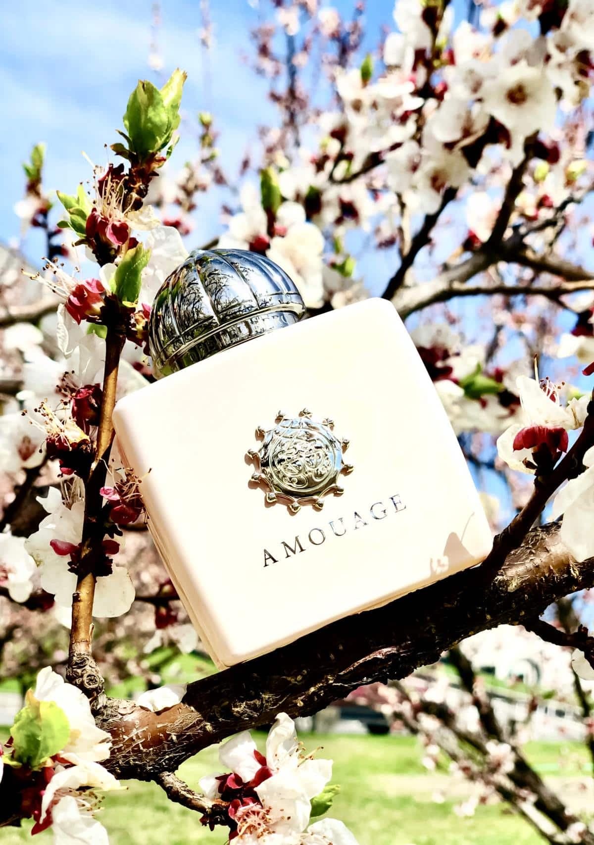 عطر ادکلن آمواج لاو تیوب رز اصل | Amouage Love Tuberose 100 ml — تصویر ۳