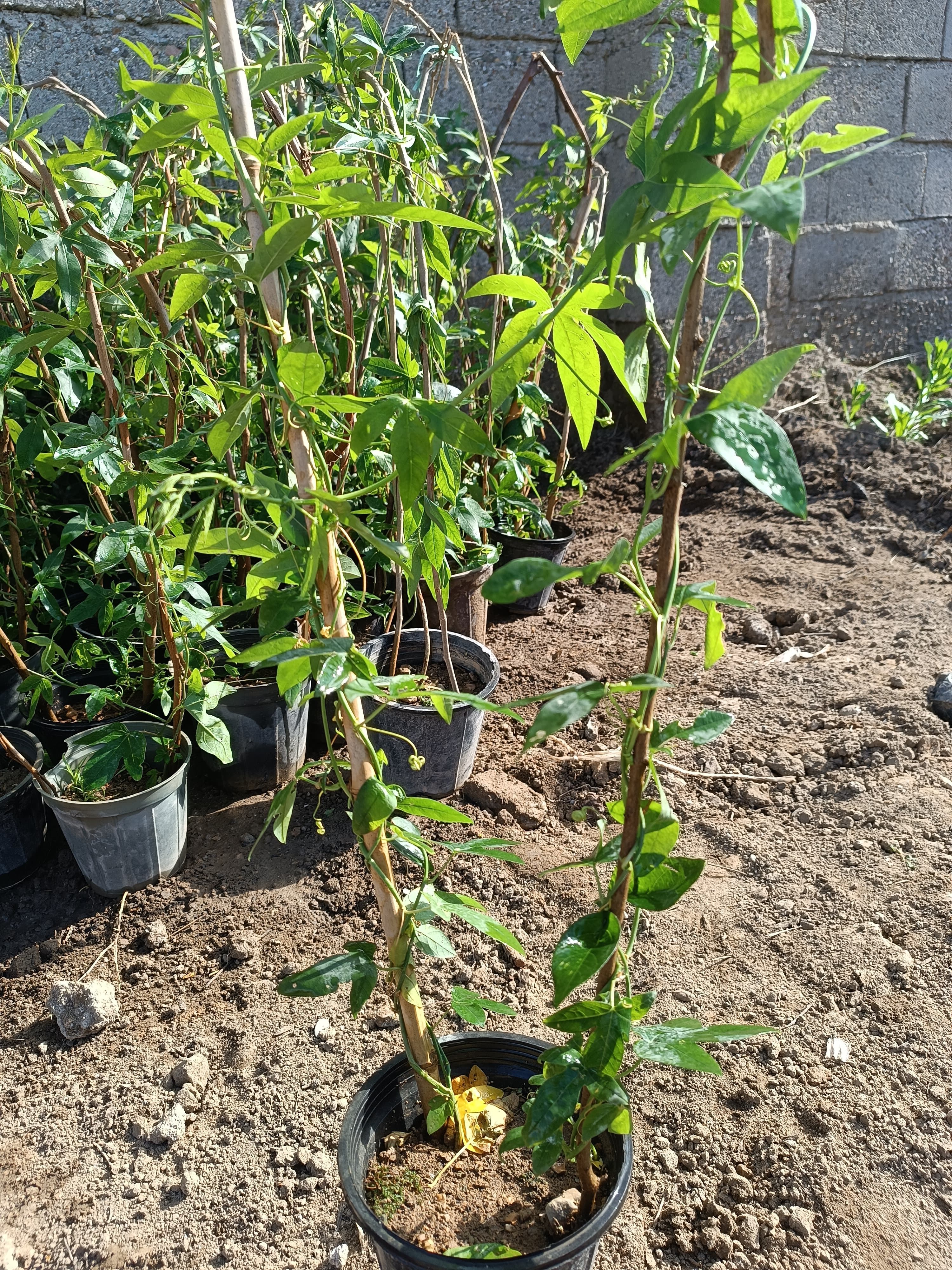 گل ساعتی رونده (آبی)