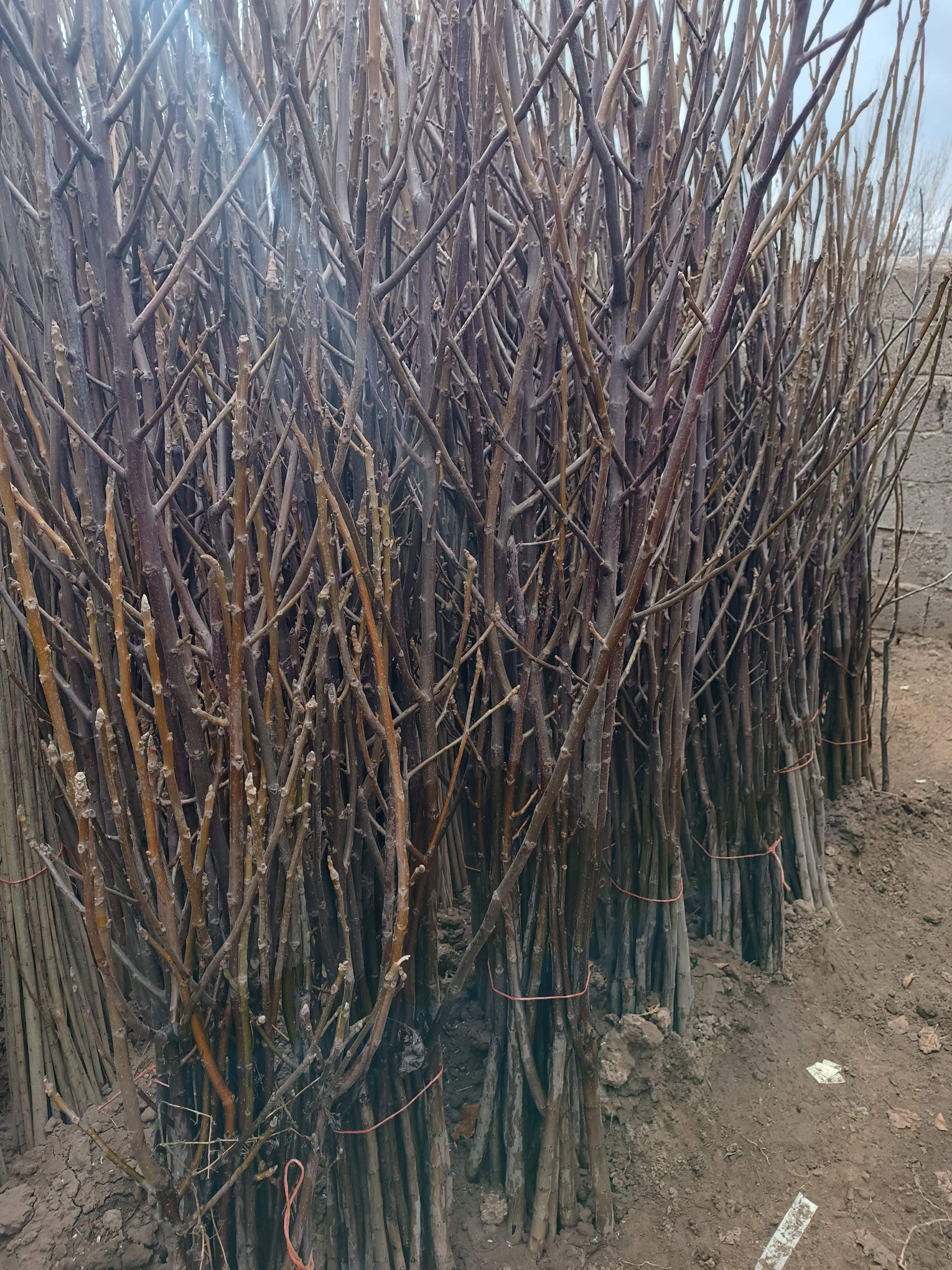 نهال گردوی آلتای ترکیه(گلدانی)