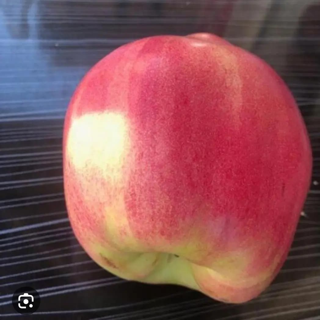 نهال به پوست قرمز(به آمریکایی)نایلکسی