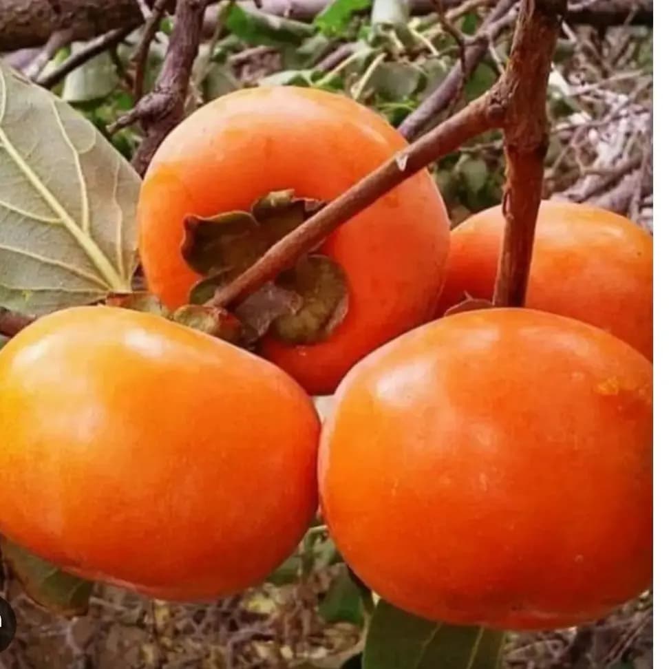 نهال خرمالو گوجه ای(گلدانی ریشه پرس)