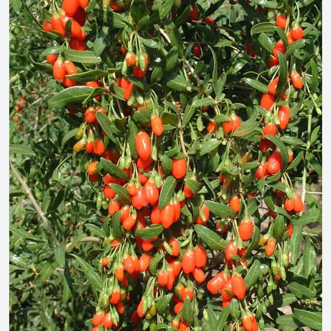 نهال گوجی بری (نایلکسی)