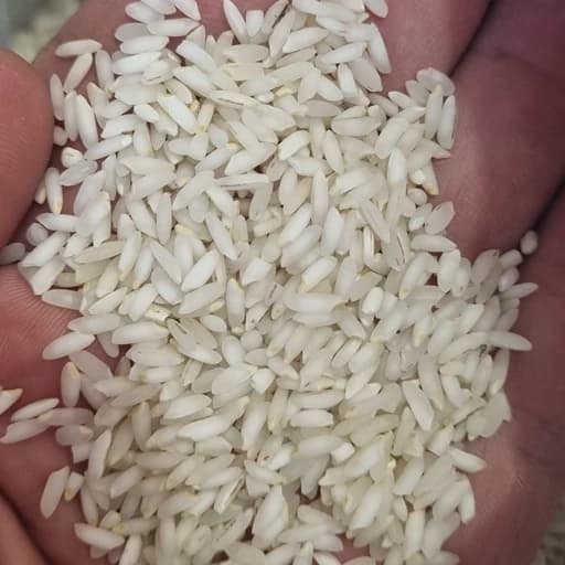 برنج عنبربو خوزستان بار امسال ارسال رایگان