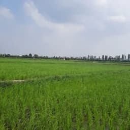 برنج طارم از دل طبیعت — تصویر ۲