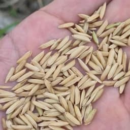 برنج طارم هاشمی اصل از شالیزار های شمال کشور — تصویر ۲