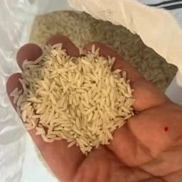 برنج طارم هاشمی فریدونکنار امساله — تصویر ۲