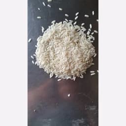 برنج طارم (هاشمی ،محلی) سورت نشده درجه 1 — تصویر ۲