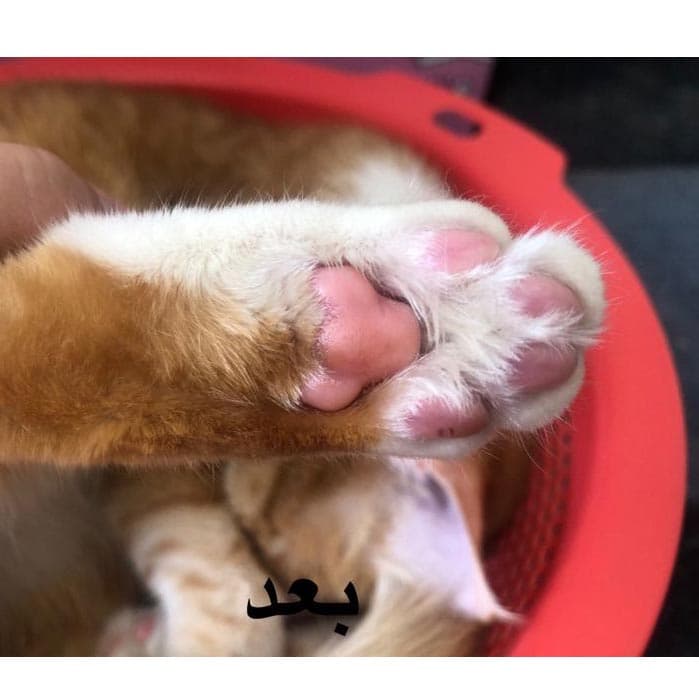 کرم مراقبت پنجه سگ و گربه پتوپیا با رایحه توت فرنگی — تصویر ۳
