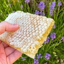 عسل طبیعی چهلگیاه پاییزه یک کیلویی خالص صاف شده بدون موم بدون واسطه از زنبوردار درجه کیفی گرید A مرتع زنبورستان ماهور — تصویر ۲
