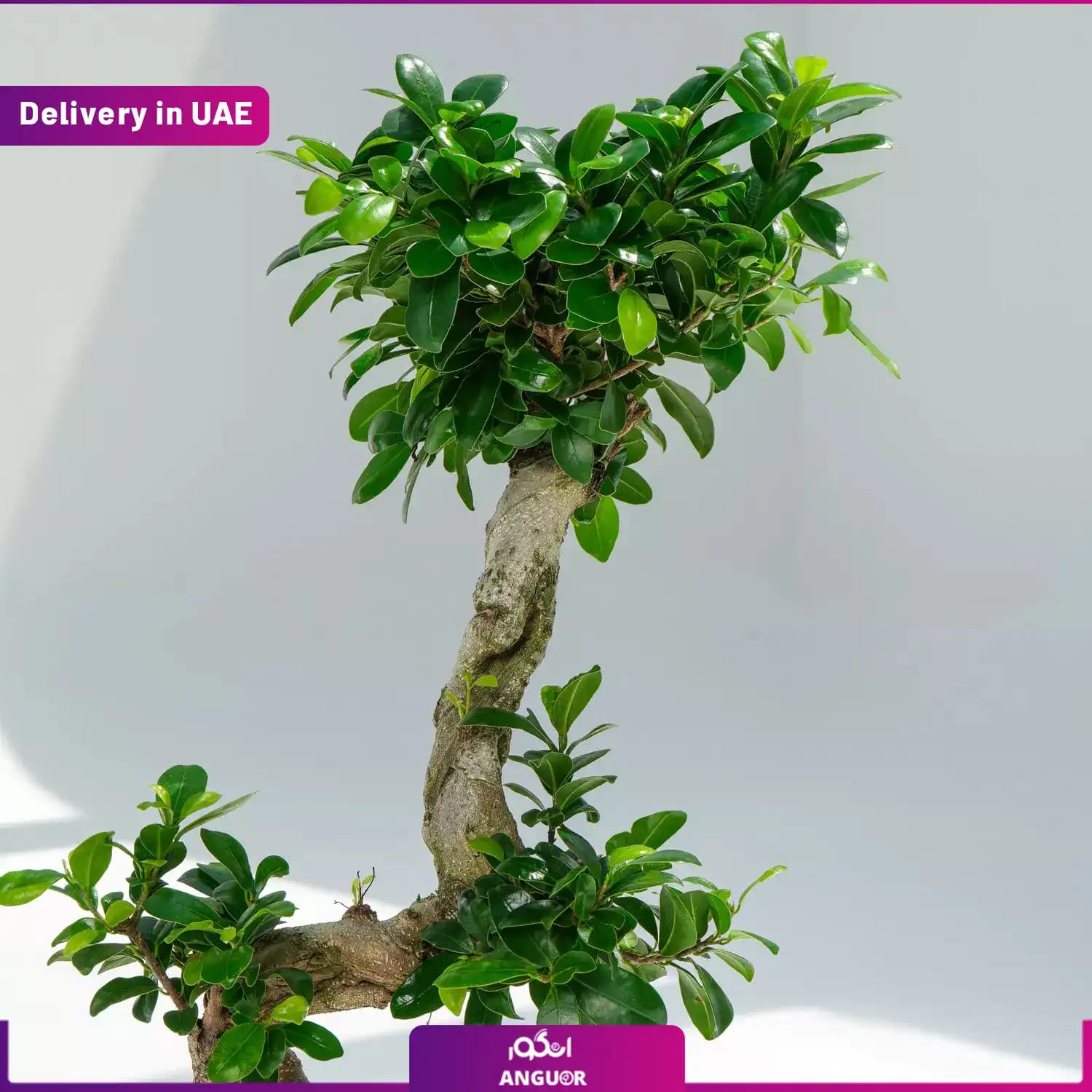 گلدان بونسای طرح s (ارسال به دبی و امارات) — تصویر ۳