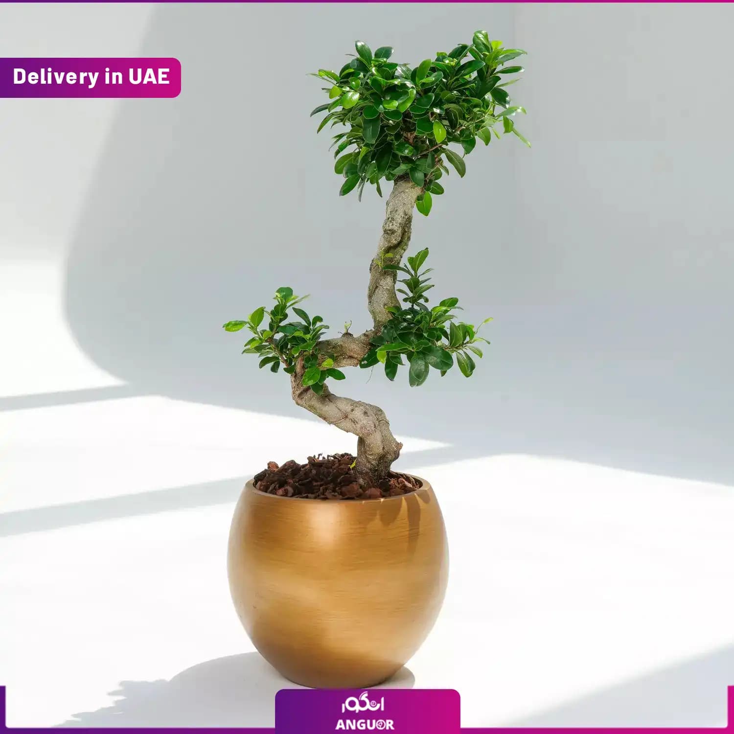 گلدان بونسای طرح s (ارسال به دبی و امارات)