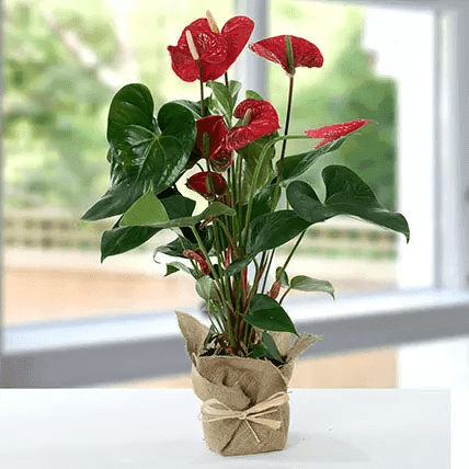 گیاه گلدانی Anthurium (دبی و امارات)